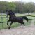 Welsh_Cob_Ceres_Commando